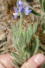 Lupinus covillei