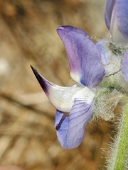 Lupinus covillei