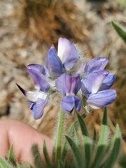 Lupinus covillei