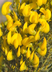 Cyclopia genistoides