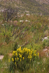 Cyclopia genistoides