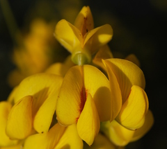 Cyclopia genistoides
