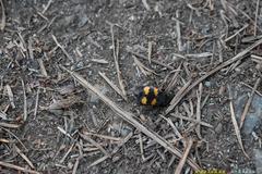 Nicrophorus investigator