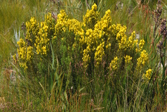Cyclopia genistoides