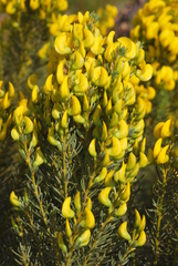 Cyclopia genistoides