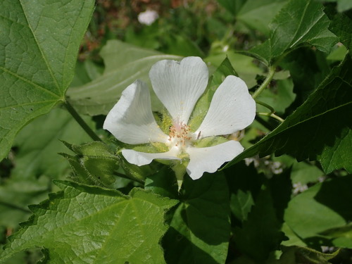 Russian Hibiscus (Kitaibelia vitifolia)