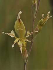 Gladiolus permeabilis edulis