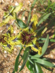 Ferraria divaricata