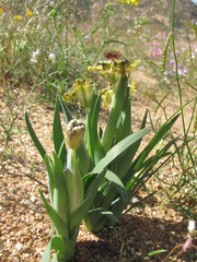 Ferraria divaricata