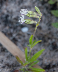 Silene aethiopica