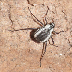 Stenocara gracilipes