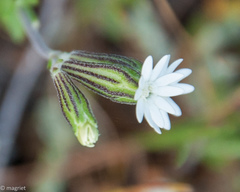 Silene aethiopica