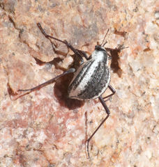 Stenocara gracilipes
