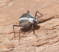 Stenocara gracilipes