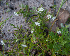 Silene aethiopica