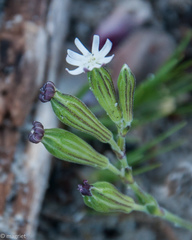 Silene aethiopica