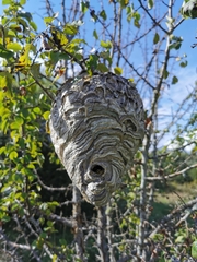 Dolichovespula media