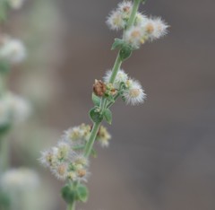 Galium parishii