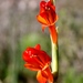 Gladiolus huttonii - Photo (c) Adriaan Grobler, μερικά δικαιώματα διατηρούνται (CC BY-NC), uploaded by Adriaan Grobler