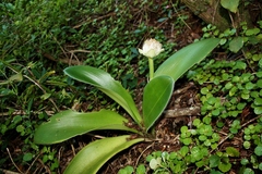 Haemanthus albiflos