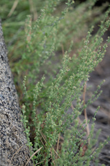 Galium parishii
