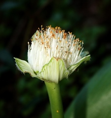 Haemanthus albiflos