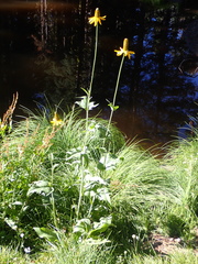 Rudbeckia californica