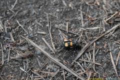 Nicrophorus investigator