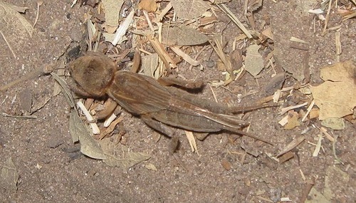 African Molecricket photo 3