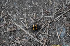 Nicrophorus investigator