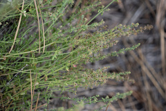 Galium parishii
