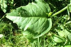 Rudbeckia californica