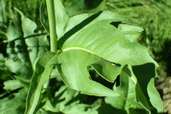 Rudbeckia californica