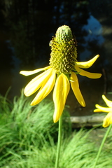 Rudbeckia californica