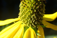 Rudbeckia californica