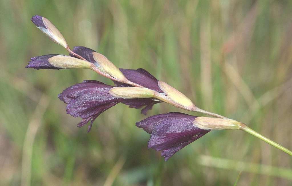 Sheath Gladiolus