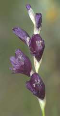 Gladiolus woodii