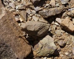 Trachypetrella anderssonii