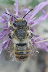 Megachile maritima