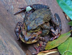 Rhinella rubescens
