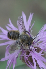 Megachile maritima
