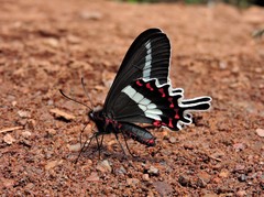 Parides bunichus