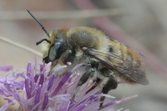 Megachile maritima