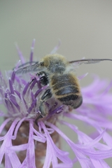 Megachile maritima