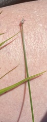 Eleocharis ovata