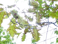 Apiognomonia errabunda