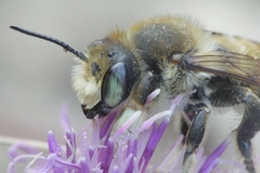 Megachile maritima