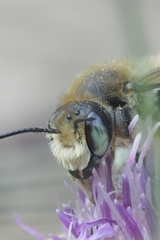 Megachile maritima