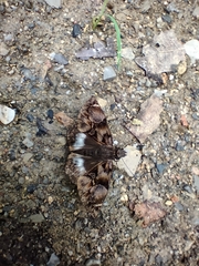 Noctuana lactifera