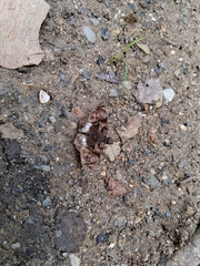 Noctuana lactifera